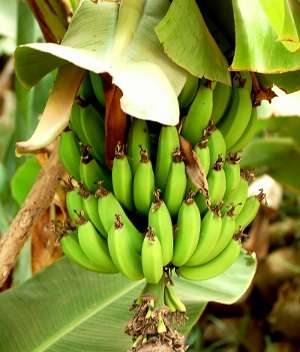 Image Credit: EnzikRights: Creative Commons Share Alike Unported 3.0
Source: http://commons.wikimedia.org/wiki/File:Bananas_-_Morocco.jpg صورة جهة الإتصال