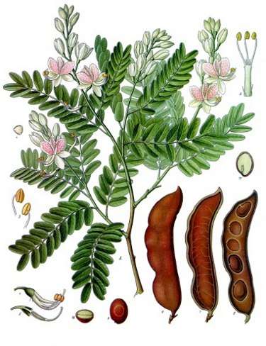 Image Credit: Franz Eugen Köhler, Köhler's Medizinal-Pflanzen
Rights: Public DomainSource:http://commons.wikimedia.org/wiki/File:Koeh-134.jpg Image de contact